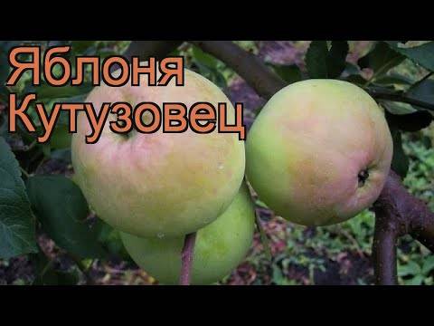 Яблоня курнаковское: описание сорта, правила выращивания