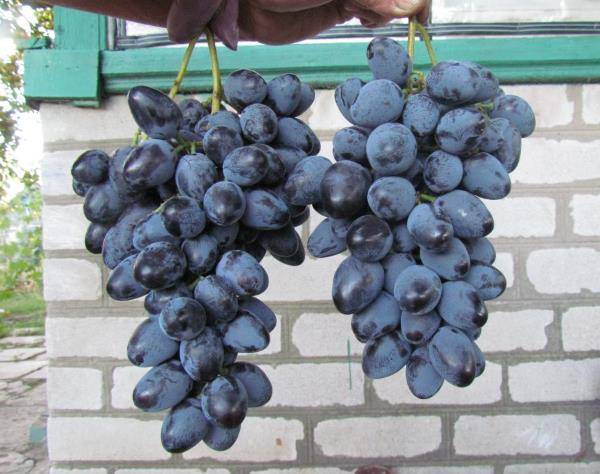 Описание и характеристики сорта винограда Атаман, история и правила выращивания