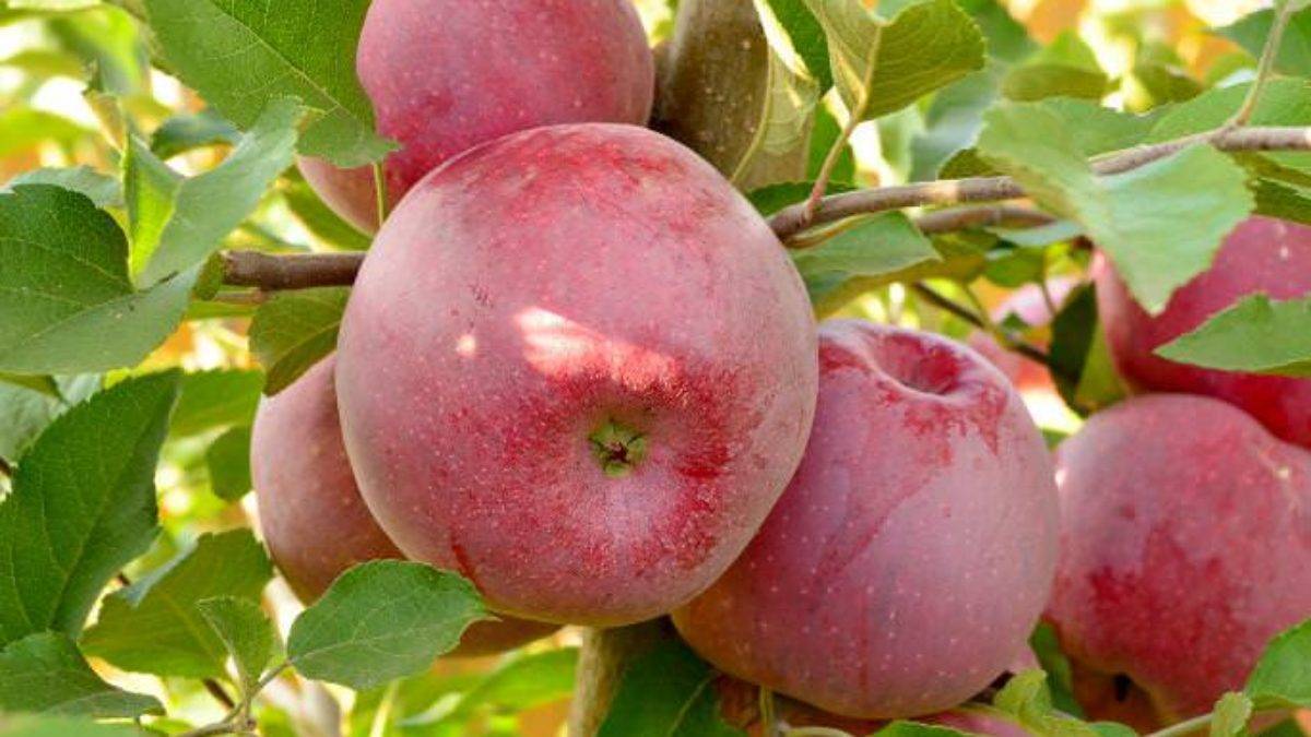 Характеристика и описание яблони «флорина»