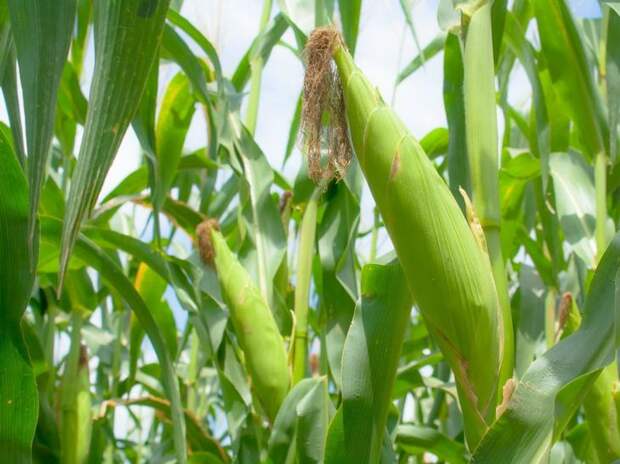 Как замочить кукурузу для посадки и вырастить из готовых семян богатый урожай