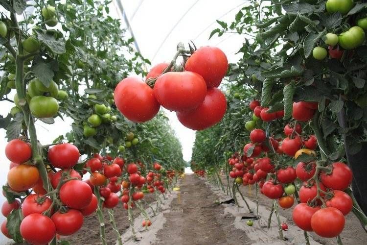 10 ошибок при выращивании томатов в открытом грунте и теплице