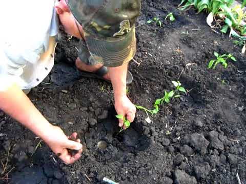 Выращивание перца в открытом грунте