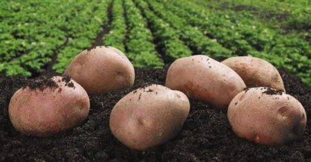 Описание сорта картофеля Утро раннее, его характеристика и урожайность