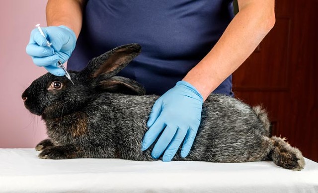 Вакцина раббивак-в для кроликов