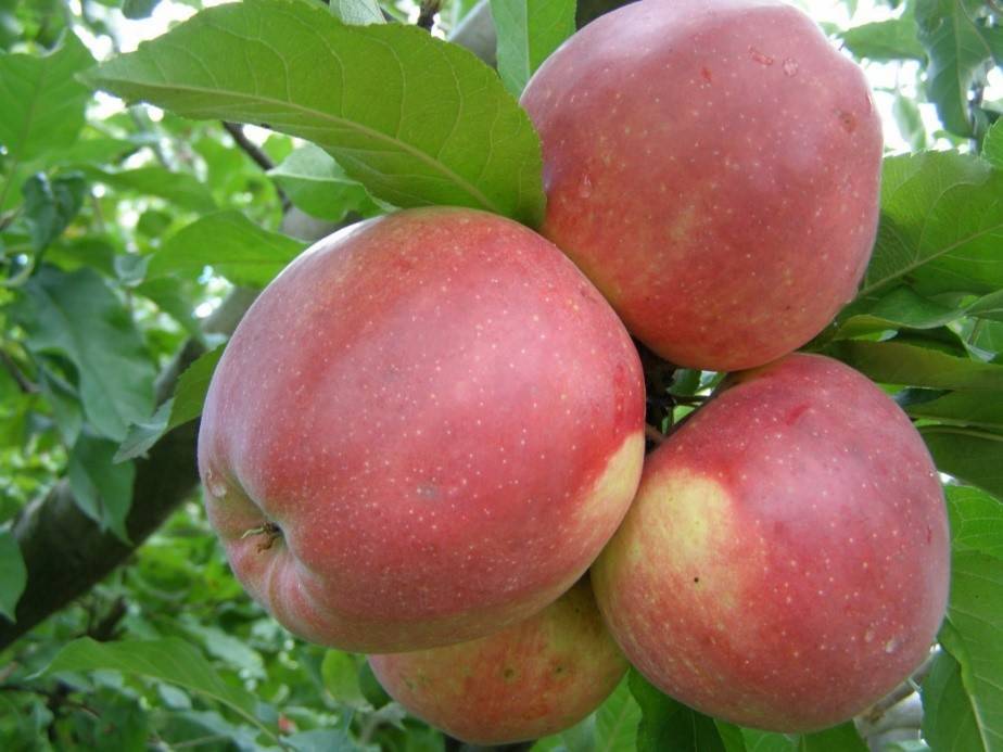 Яблоня малиновка: особенности сорта и ухода