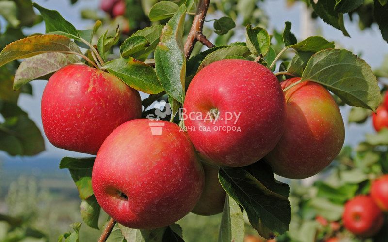 Описание и характеристики сорта яблони чемпион, история и нюансы выращивания