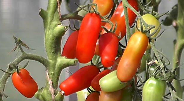 Сорт томатов фляшен - описание и выращивание