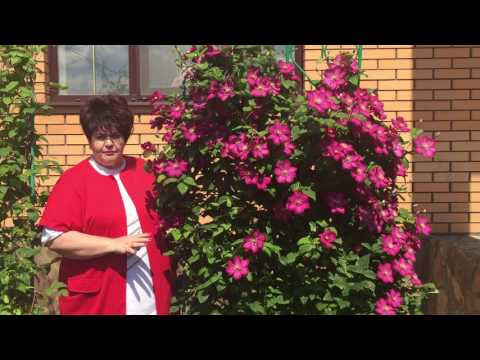 Клематис виль де лион: самый красивый и популярный цветок