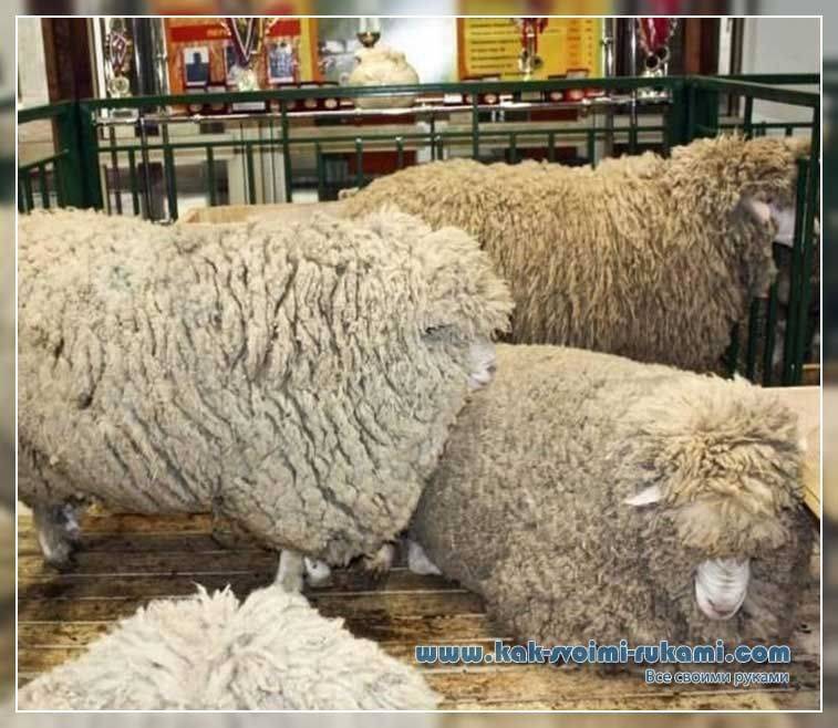Лучшие мясные породы овец: названия и описания