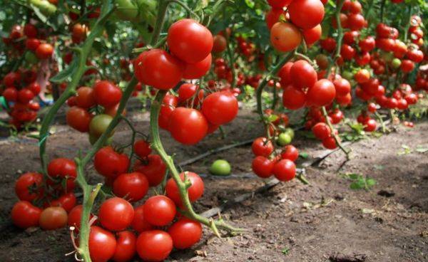 Самые лучшие, крупные и урожайные сорта низкорослых помидоров