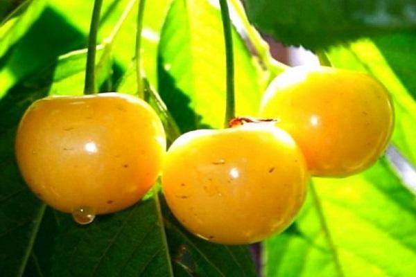 Черешня ярославна – сладкий крупноплодный сорт