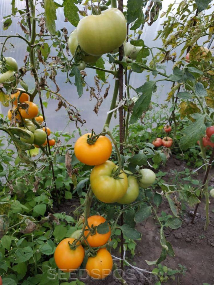 Описание сорта томата дакоста португальская и его характеристика
