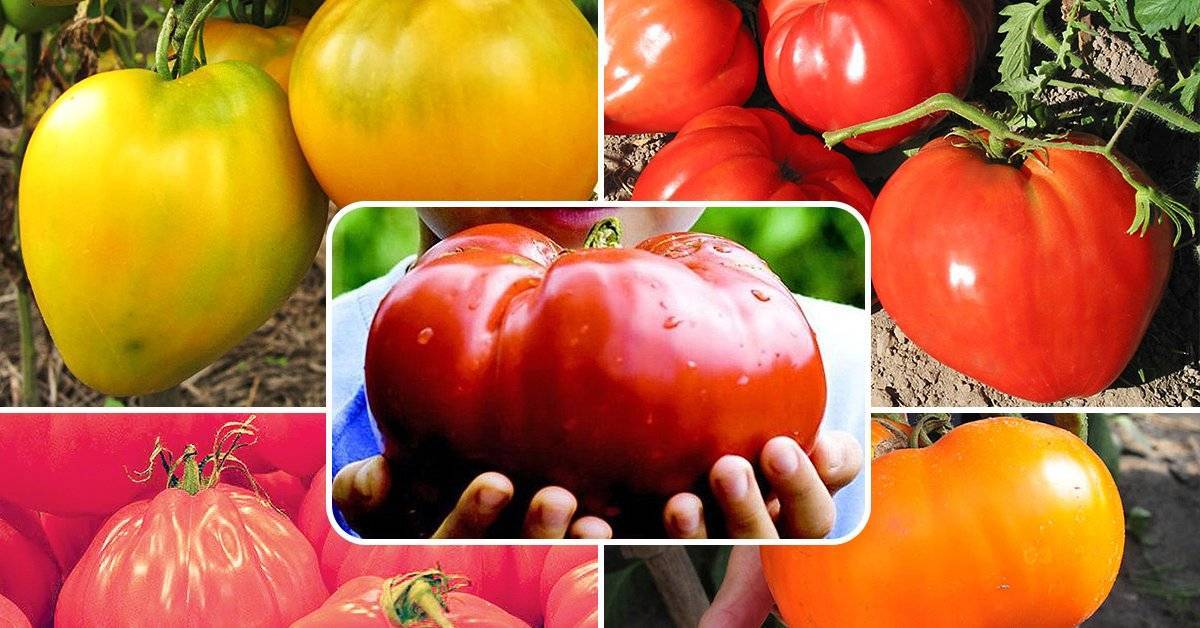 Урожайность и описание сорта томата Анжела Гигант