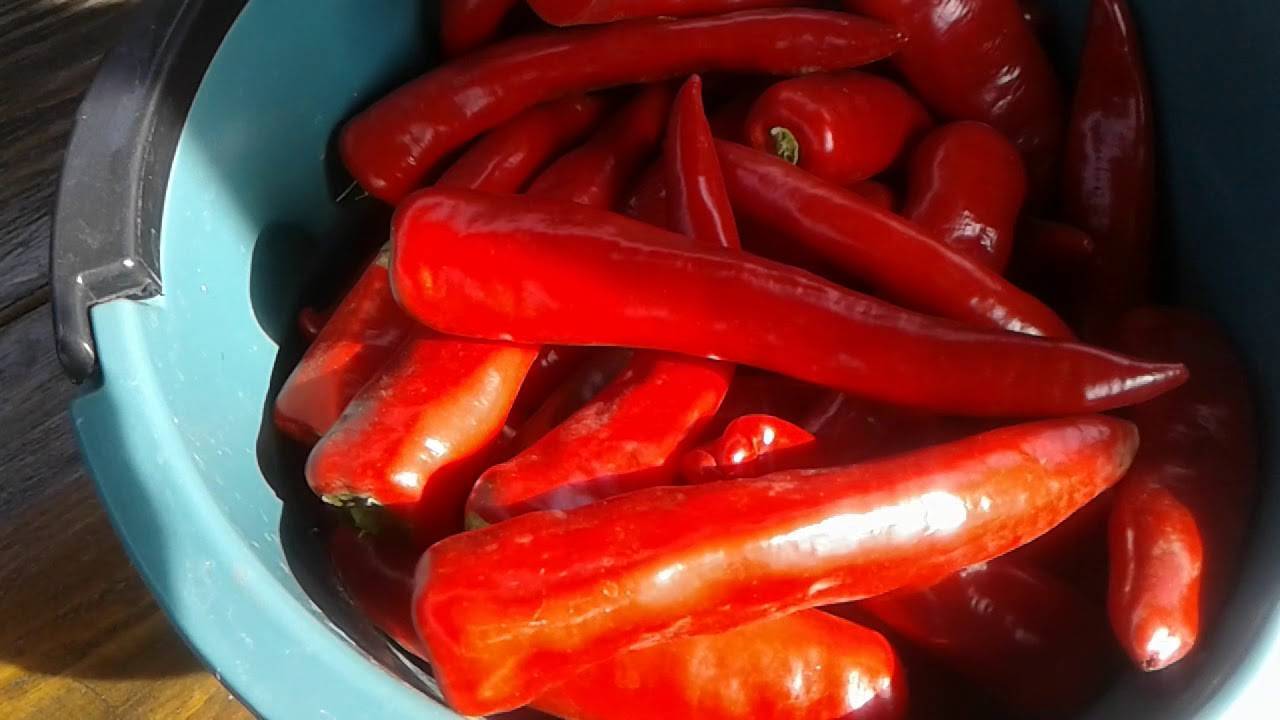 Как засолить горький перец на зиму холодным способом и другие рецепты кавказской кухни