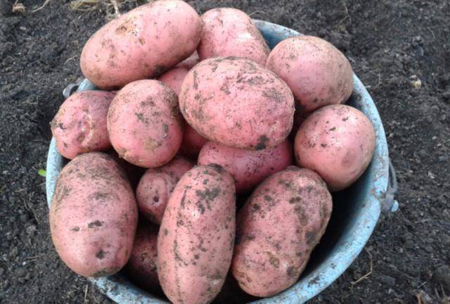 Фиолетовое чудо – сорт картофеля «чугунка»: фото, особенности и описание корнеплода