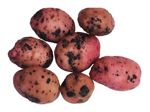 Борьба с ризоктониозом картофеля