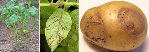 Какие бывают болезни картофеля