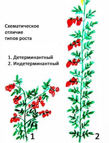 Сорт томата петруша огородник – характеристика, урожайность, отзывы