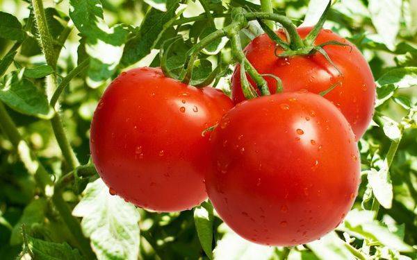 Идеальный сорт для получения богатого, вкусного, раннего урожая помидоров: томат «скороспелка»