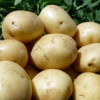 Универсальный сорт картофеля гала: урожайность, неприхотливость, долгое хранение