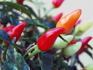 С чем лучше сажать перец в теплице: правила удачного соседства для хорошего урожая