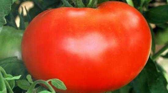 У всех на устах: лучшие сорта томатов для средней полосы россии