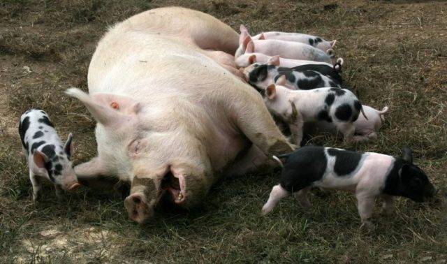 Сколько ходит беременная свинья