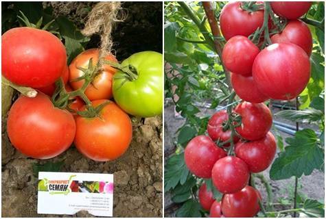 Сорт (гибрид) томата «пинк буш f1»: описание, характеристика, посев на рассаду, подкормка, урожайность, фото, видео и самые распространенные болезни томатов