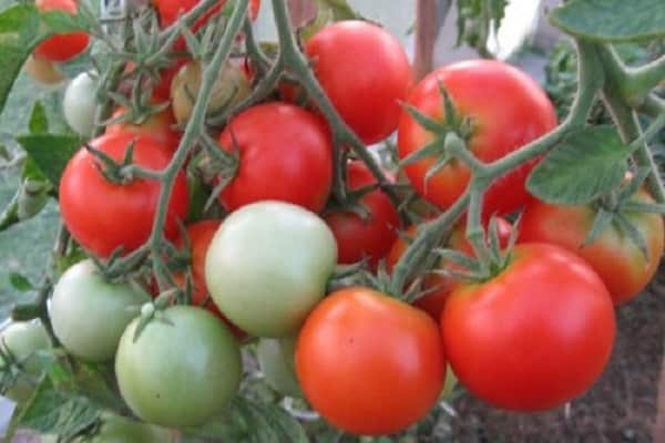 Самые урожайные низкорослые и непасынкующиеся сладкие сорта помидор серии Непас