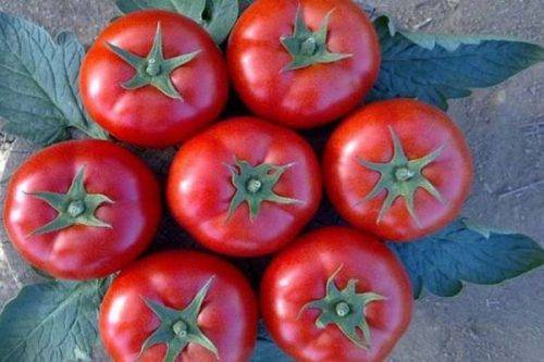 Сорта самых лучших и урожайных помидор для урала в теплице