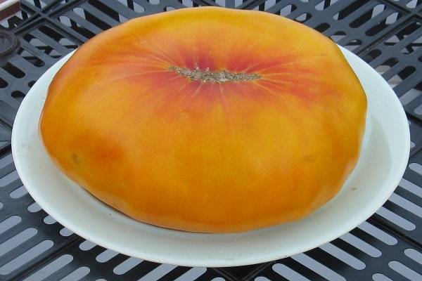 Описание сорта томата ананасный, особенности выращивания и ухода