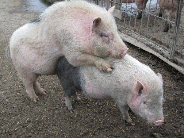 Все что нужно знать о спаривании (случке) свиней