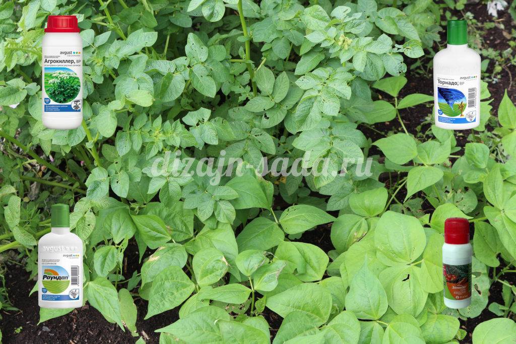 Гербицид «лазурит» от сорняков на картофеле: описание, инструкция по применению