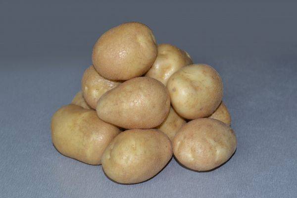 Картофель зекура: описание, выращивание, отзывы