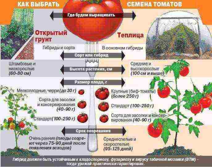 Разновидности томатов кировской селекции для выращивания в теплице и открытом грунте
