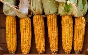 Чем интересен сорт кукурузы свит наггет f1?
