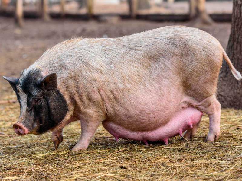 Правила кормления свиней – таблица по нормам и составу