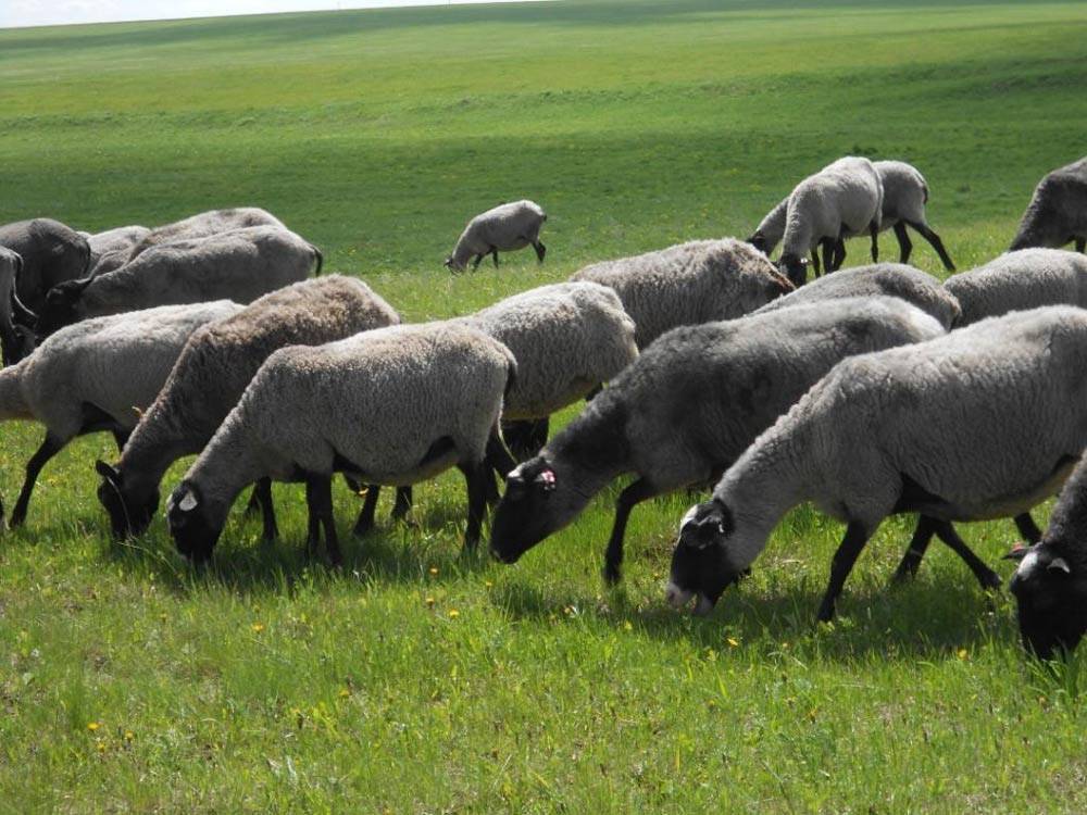 Овцы романовской породы: характеристика, описание и преимущества разведения