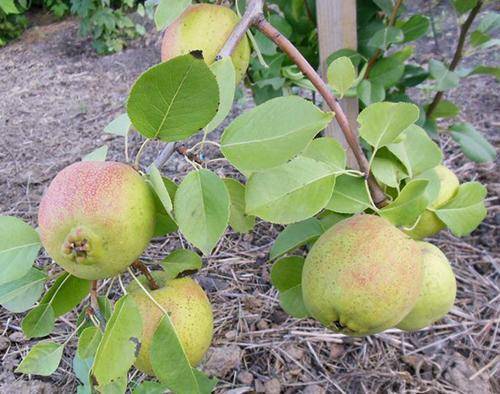 Плодовые культуры для сибири: устойчивые сорта яблони, груши, сливы, вишни