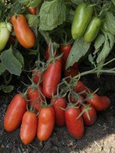 Описание и характеристика томата хохлома, его урожайность