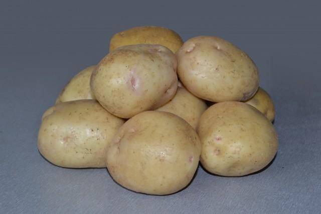 Картофель синеглазка: основные преимущества и недостатки сорта