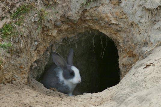 Содержание кроликов в вольерах: плюсы и минусы такого метода