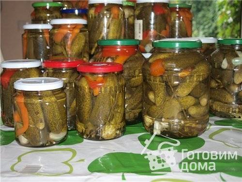 Хрустящие солёные огурцы на зиму в банках — 10 вкусных рецептов в домашних условиях