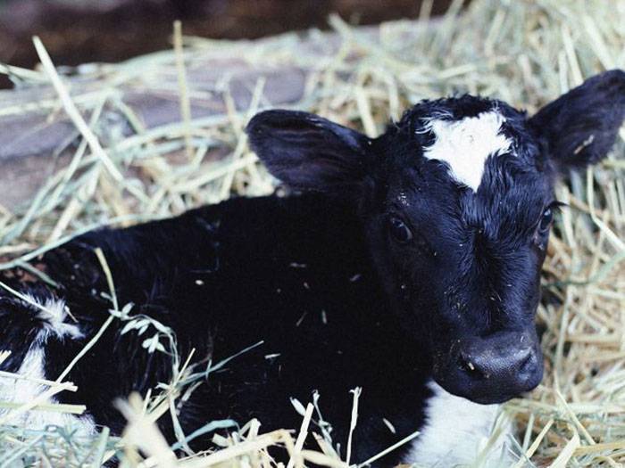 Почему у коровы горчит молоко: основные причины, опасные заболевания, методы лечения