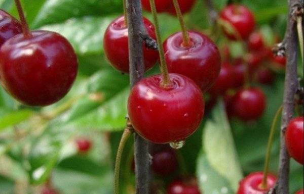 Описание и характеристика вишни сорта ашинская