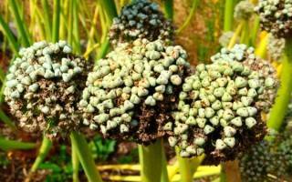 Лук чернушка: выращивание из семян