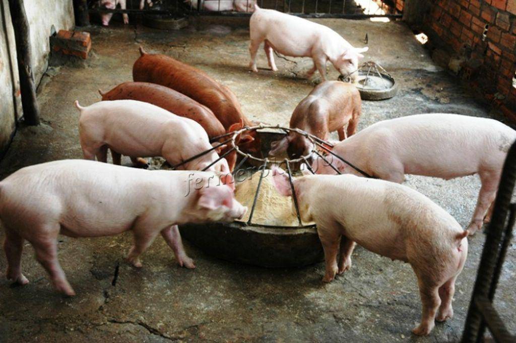 Харатеристика бмвд для свиней, как стимуляторов для их роста