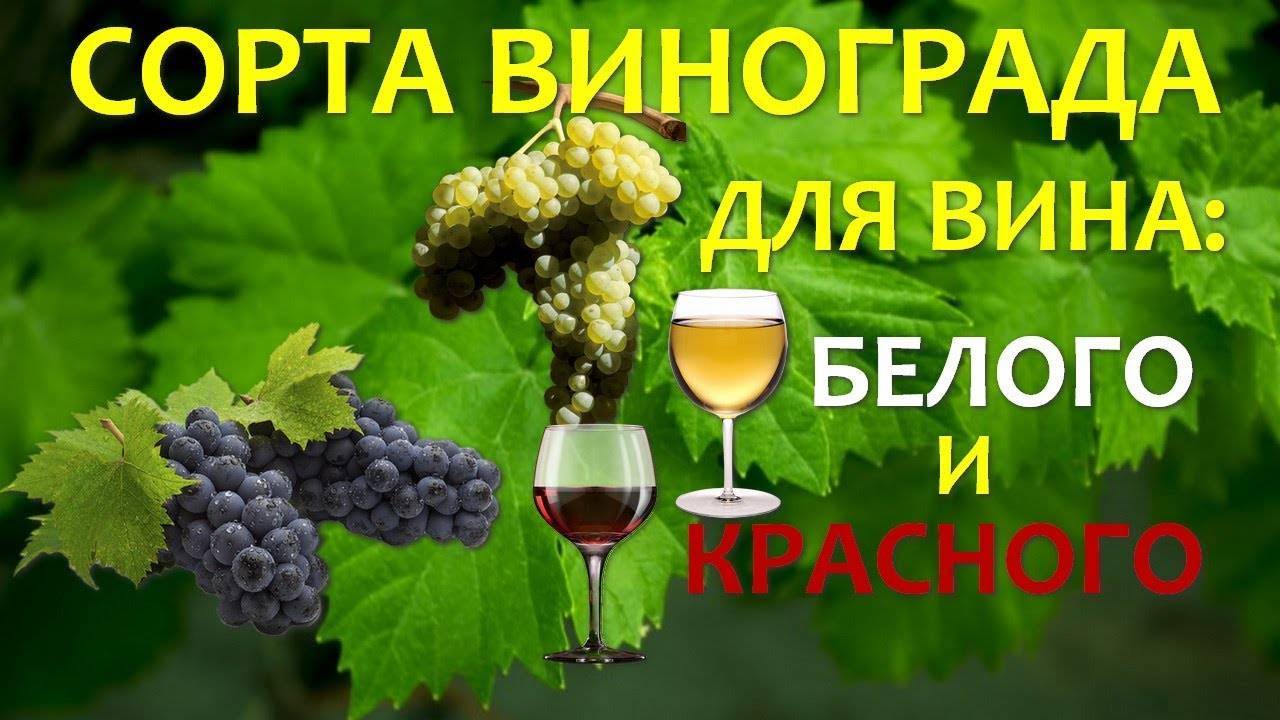 Солярис виноград описание сорта