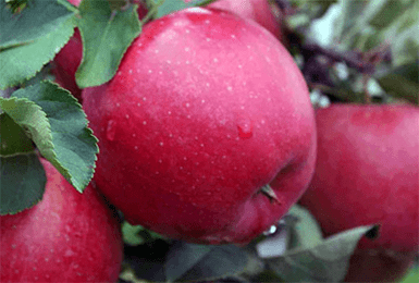 Яблоня феникс алтайский: особенности сорта и ухода