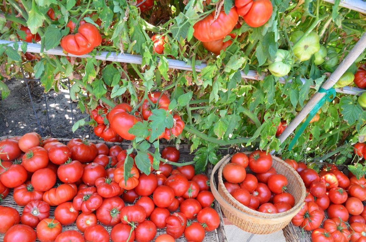 Благоприятные дни для посадки томатов в марте 2020 года